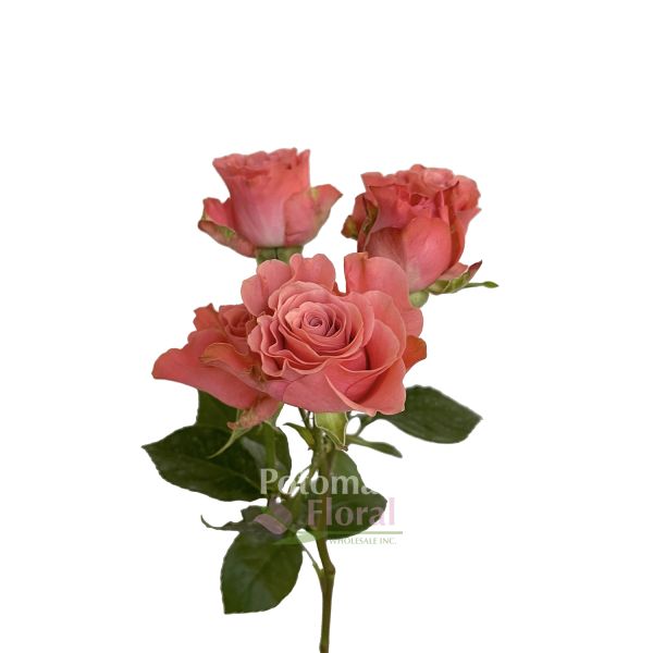 Spray Rose, Valentina - Coral Pinky - Potomac Floral Wholesale